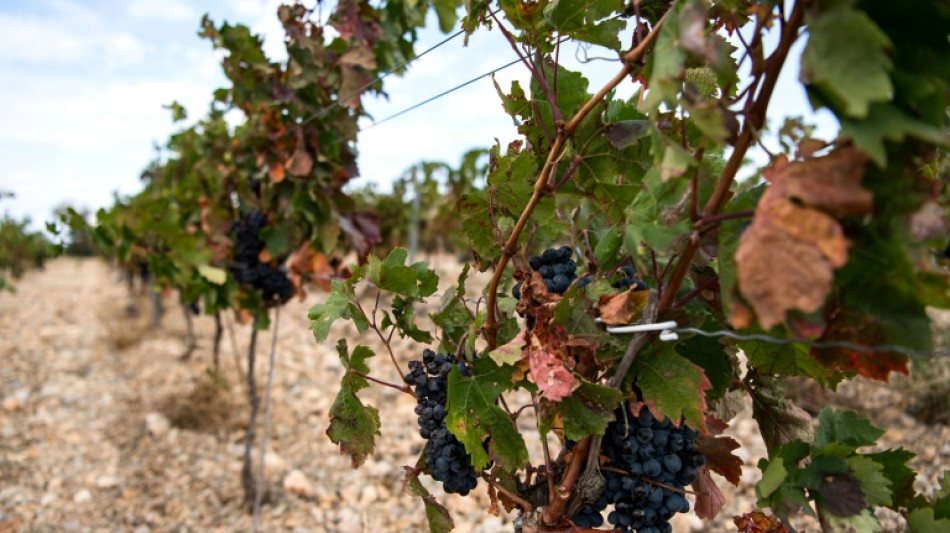 Wetterextreme weltweit f&uuml;hren zur schlechtesten Weinernte seit &uuml;ber 60 Jahren