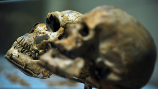 Un cr&acirc;ne d'un million d'ann&eacute;es pourrait modifier la chronologie de l'&eacute;volution humaine, selon une &eacute;tude