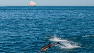 Exploitation mini&egrave;re en eaux profondes: attention aux cons&eacute;quences "irr&eacute;versibles" pour les c&eacute;tac&eacute;s