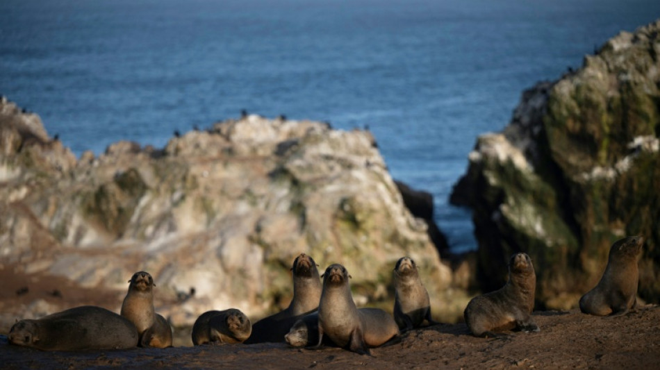 Le sanctuaire menacé de Punta San Juan, reflet du déclin de la faune littorale au Pérou