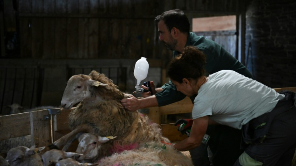 En Bretagne, la vaccination bat son plein contre la fi&egrave;vre catarrhale ovine