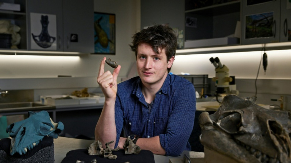 Australie: d&eacute;couverte d'une baleine pr&eacute;historique