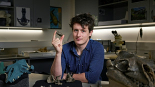 Australie: d&eacute;couverte d'une baleine pr&eacute;historique