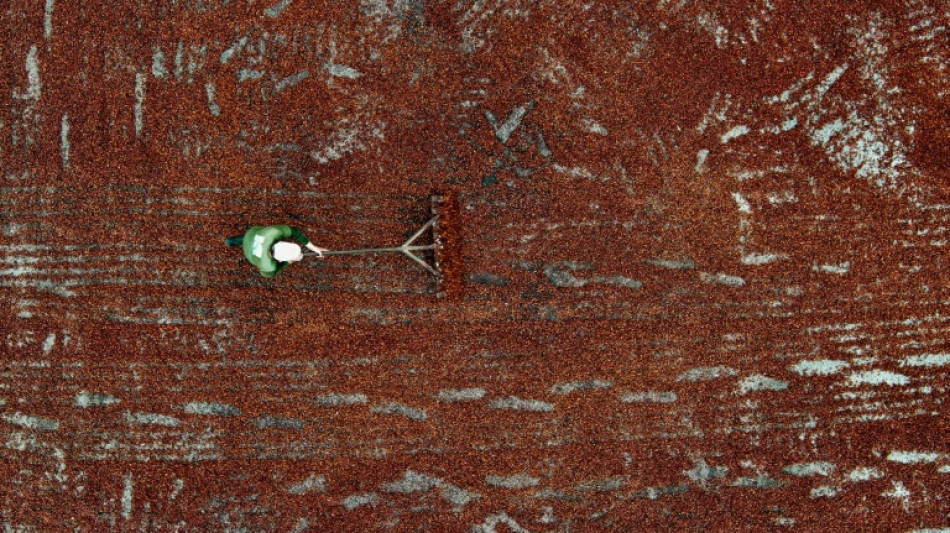 Cacau &eacute; valorizado como 'ouro' no Equador e atrai crime organizado