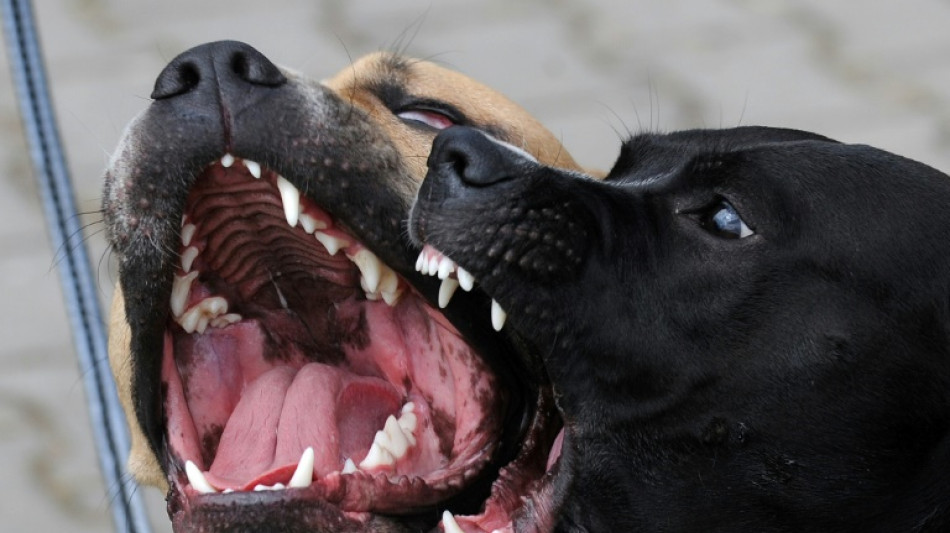 Gericht: Hundehalterin muss Pit-Bull-Mischling abgeben