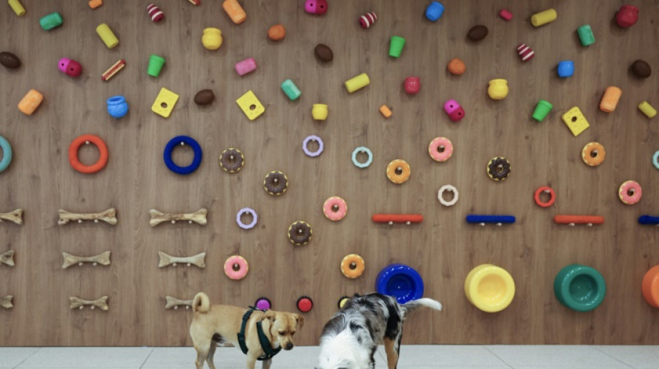 La piscine &agrave; balles, "gros succ&egrave;s chez les bulldogs": &agrave; Paris, l'&eacute;mergence de garderies pour chiens 