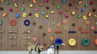 La piscine &agrave; balles, "gros succ&egrave;s chez les bulldogs": &agrave; Paris, l'&eacute;mergence de garderies pour chiens 