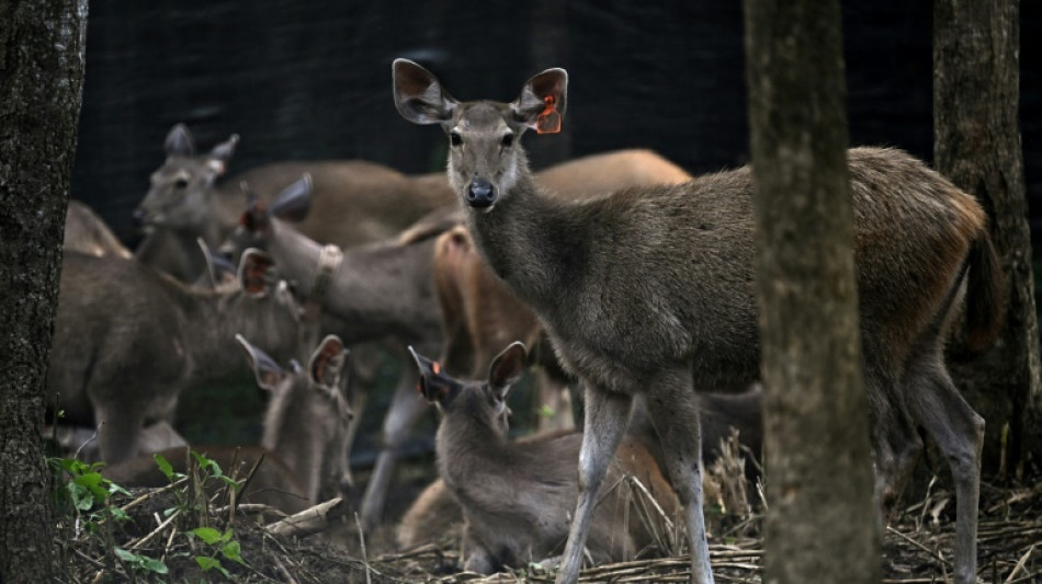 En Tha&iuml;lande, des proies l&acirc;ch&eacute;es dans la jungle pour sauver les tigres