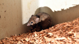 P&iacute;ldora masculina anticonceptiva logra 99% de efectividad en ratones, seg&uacute;n cient&iacute;ficos