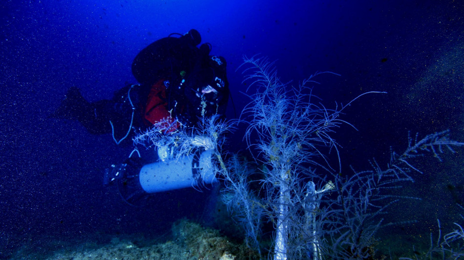 Proteggere ostriche e coralli,parte spedizione coordinata da Cnr