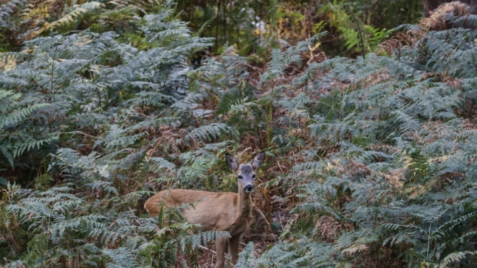 Autofahrer nach Wildunf&auml;llen zur Kasse gebeten: Urteil gegen J&auml;ger best&auml;tigt