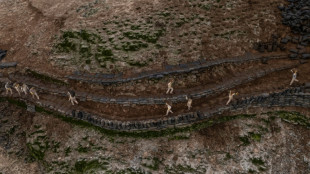 El guano, un tesoro agr&iacute;cola bajo amenaza en Per&uacute; 