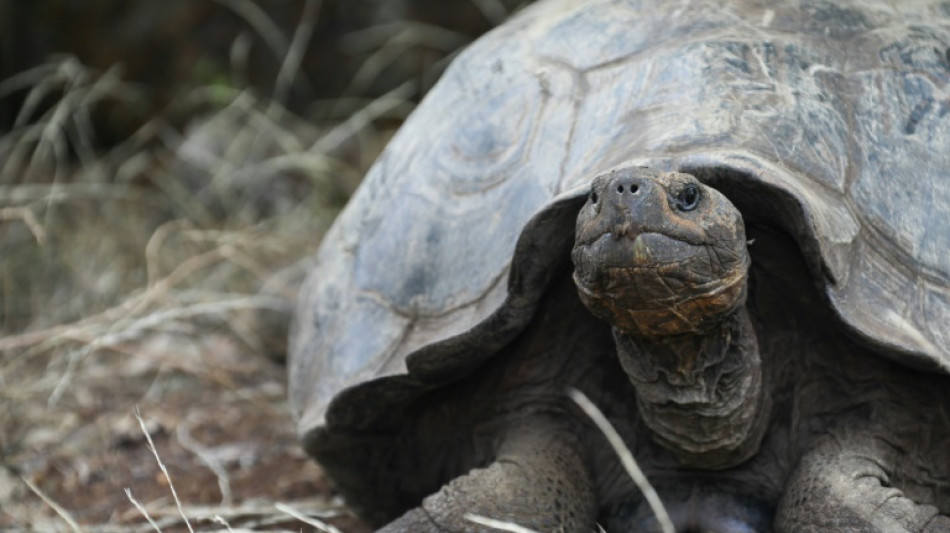 Galapagos: une nouvelle esp&egrave;ce de tortue d&eacute;tect&eacute;e par ADN