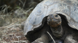 Galapagos: une nouvelle esp&egrave;ce de tortue d&eacute;tect&eacute;e par ADN