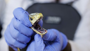 Hombre que se dej&oacute; morder 200 veces por serpientes podr&iacute;a abrir camino a un ant&iacute;doto