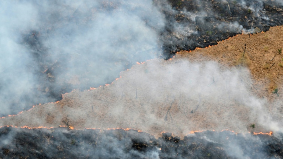 Waldzerstörung weltweit geht rasant weiter - Aktivisten hoffen auf UN-Konferenz in Brasilien