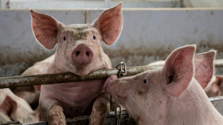 Bauernpr&auml;sident: Preiskrise k&ouml;nnte Bem&uuml;hungen um Tierwohl zunichte machen