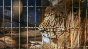 Un parque de vida silvestre en Nueva Zelanda sacrificar&aacute; a siete leones