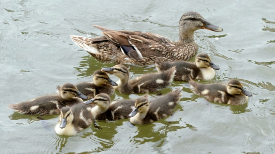 Entenfamilie verursacht Stau auf hessischer Autobahn - K&uuml;ken und Mutter gerettet