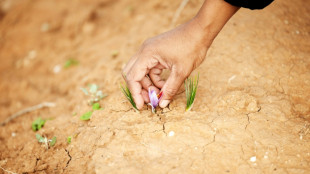 New to South Africa, saffron holds promise