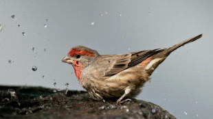 Les animaux, ces grands m&eacute;decins inconnus