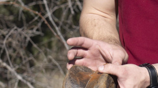 Scoperto il pi&ugrave; antico strumento in osso di elefante d'Europa