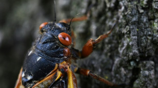 Tras 17 a&ntilde;os, millones de cigarras de la camada XIV emergen en EEUU
