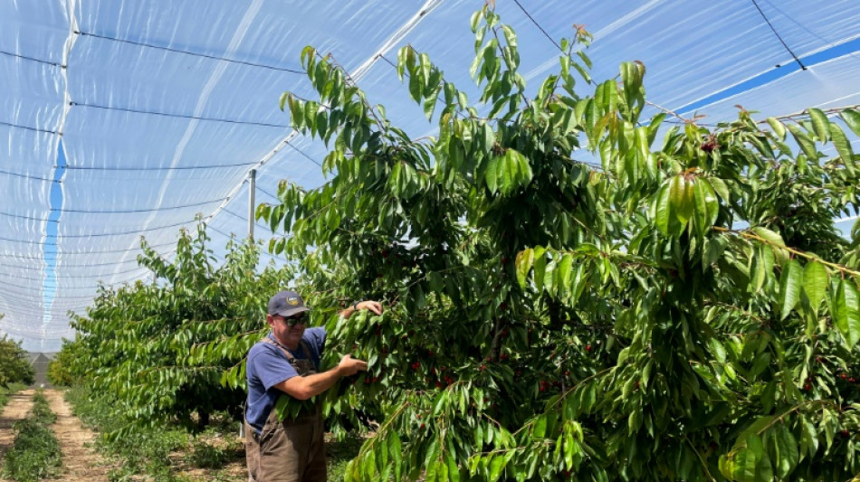 Attaqu&eacute;e par une mouche ravageuse, la cerise fran&ccedil;aise en qu&ecirc;te d'un antidote