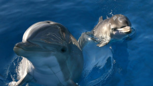 Los delfines usan la orina para reconocer a sus amigos, seg&uacute;n estudio