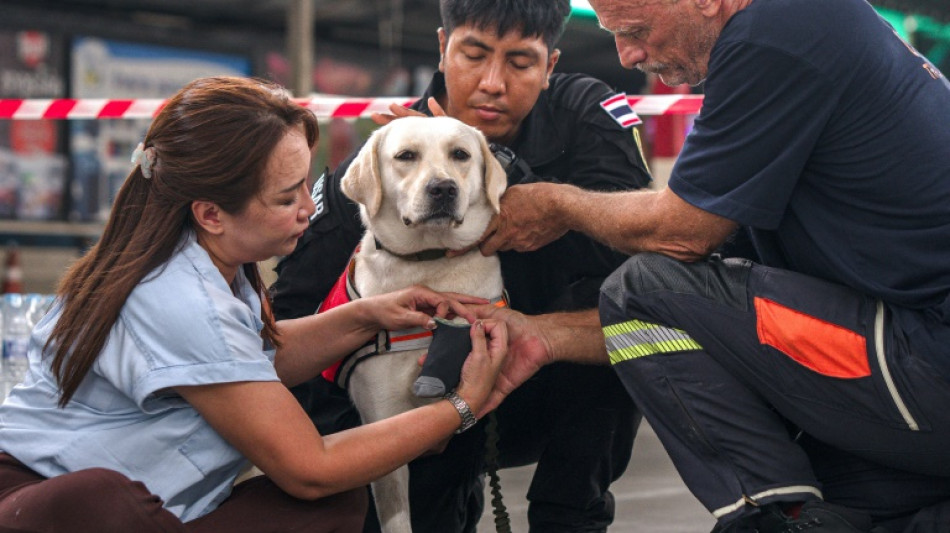 Thailand rescue dogs double as emotional support