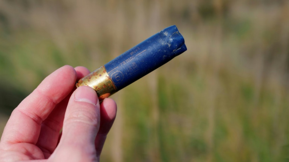 En Camargue, le plomb, interdit, continue d'empoisonner les oiseaux