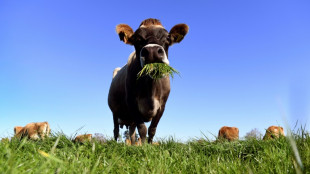 La Nouvelle-Z&eacute;lande veut taxer les pets de vaches