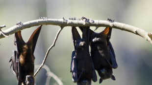 Australian man dies from bat bite