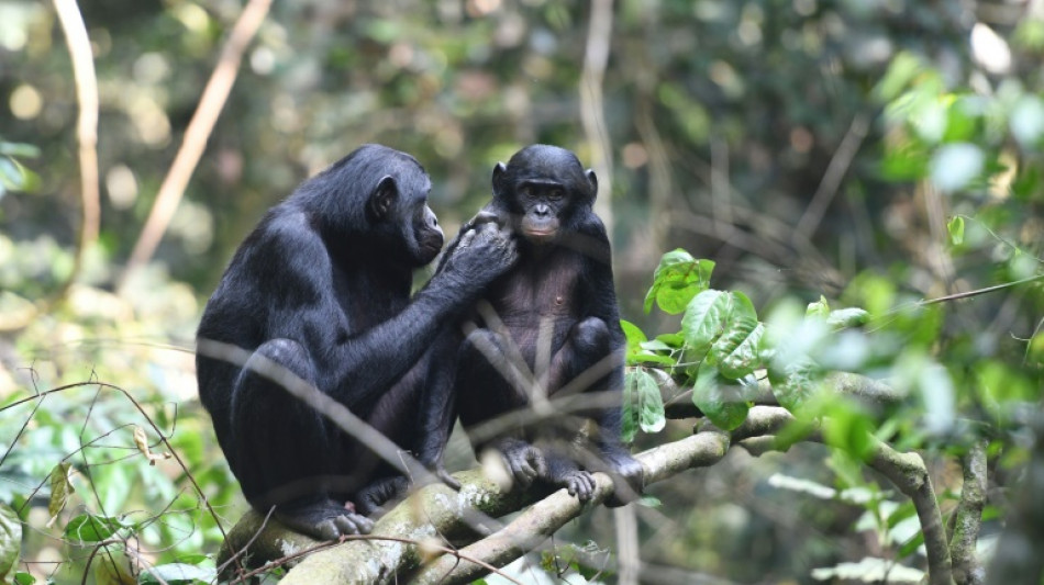 Les bonobos ca&iuml;ds ont plus de succ&egrave;s aupr&egrave;s des femelles
