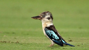 Des scientifiques d&eacute;couvrent un taux important de changement de sexe chez certains oiseaux