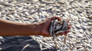 Irak: enquête sur des grandes quantités de poissons morts dans un marais