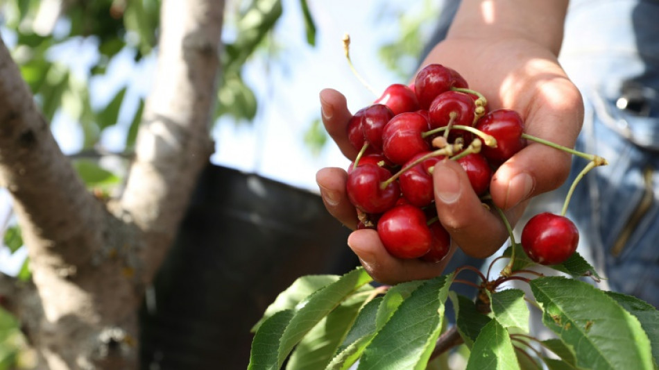 Sehr gute Kirschen- und Birnenernte in diesem Jahr 
