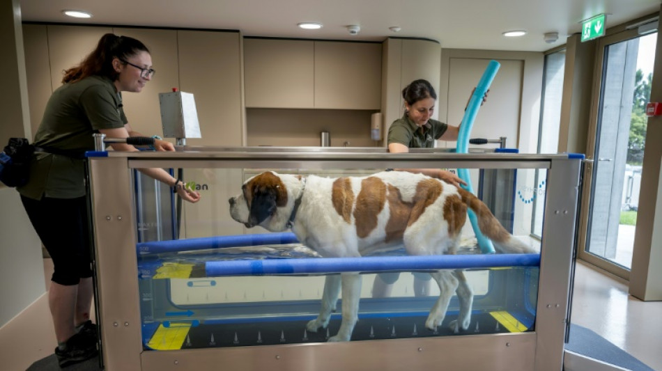 Un parque tem&aacute;tico en honor al San Bernardo reabre sus puertas en Suiza