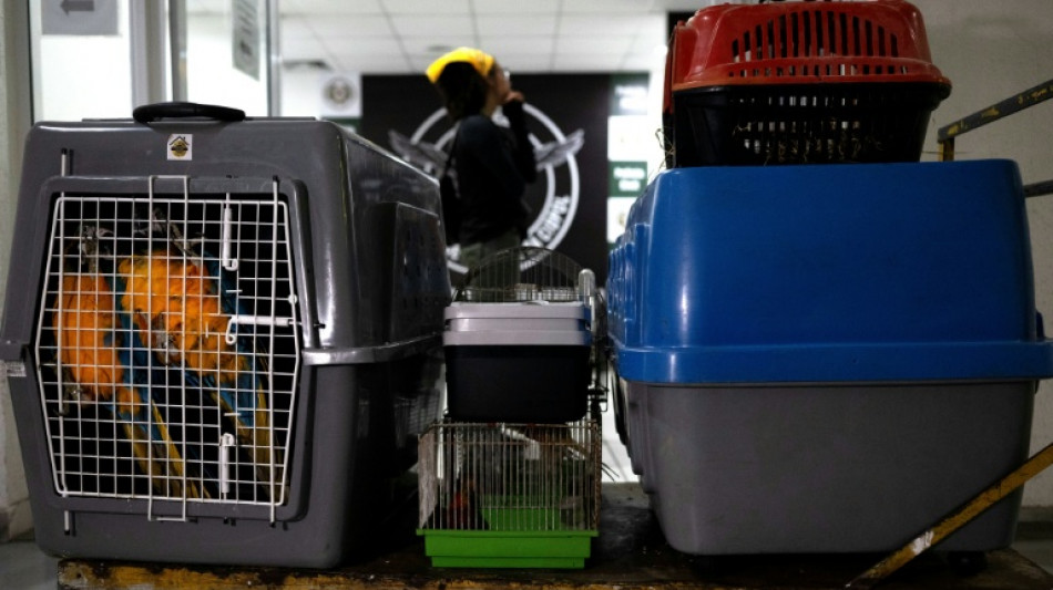 Tucanes, tortugas y monos rescatados en una megaoperaci&oacute;n contra el tr&aacute;fico de animales en Brasil