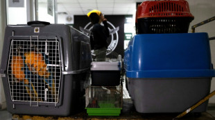 Tucanes, tortugas y monos rescatados en una megaoperaci&oacute;n contra el tr&aacute;fico de animales en Brasil