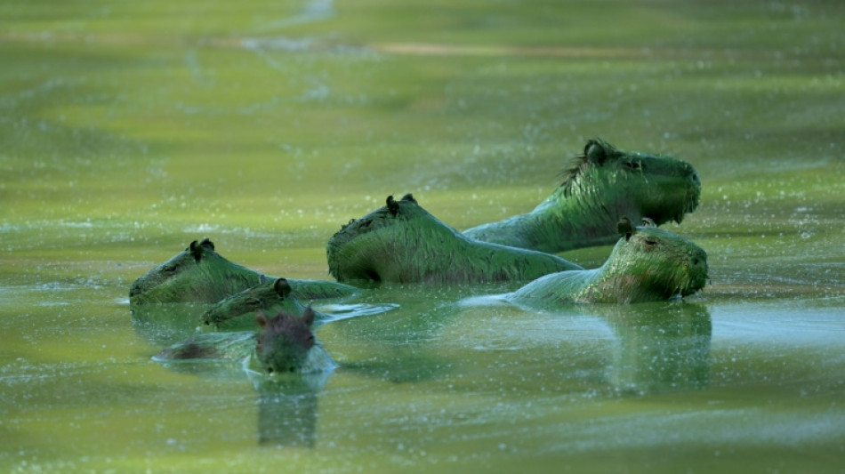 Carpinchos te&ntilde;idos de verde por cianobacterias en la orilla argentina del r&iacute;o Uruguay