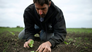 Chaleur, s&eacute;cheresse: le printemps 2025 bat des records au Royaume-Uni