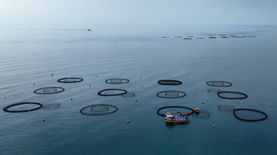 El "salm&oacute;n turco", el nuevo oro rosa del mar Negro