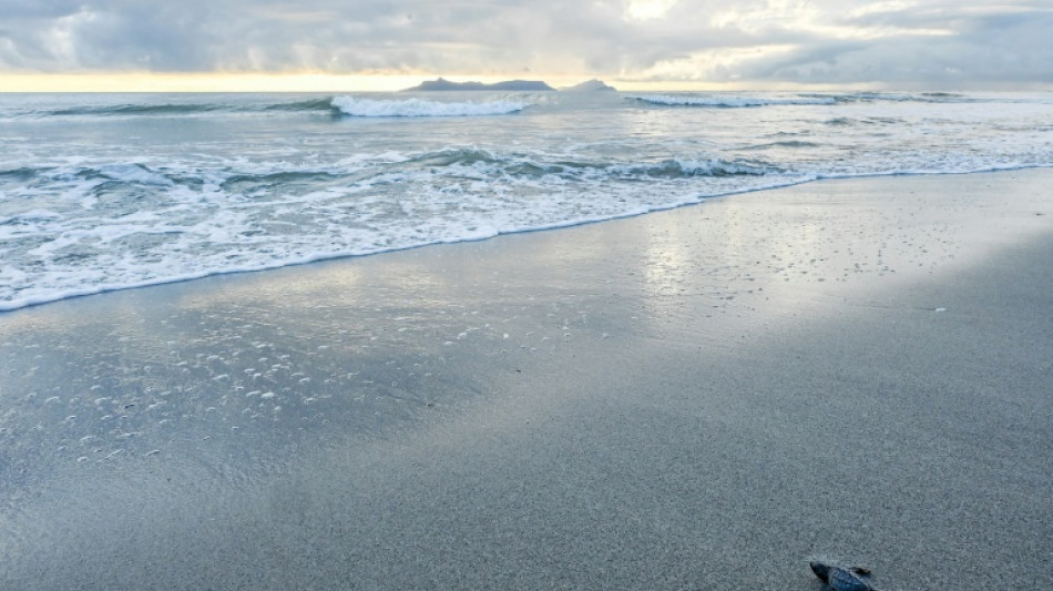 Battle to save Panama turtle at center of aphrodisiac superstition