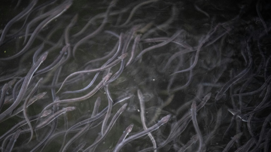 Berliner Fl&uuml;sse erhalten fast zwei Millionen neue Aale