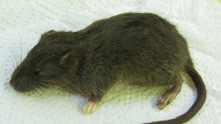 Une esp&egrave;ce inconnue de rongeur d&eacute;couverte dans la jungle au P&eacute;rou