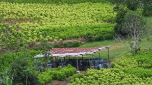 Colombia inicia una "ofensiva diplom&aacute;tica" para no perder la certificaci&oacute;n antidrogas de EEUU