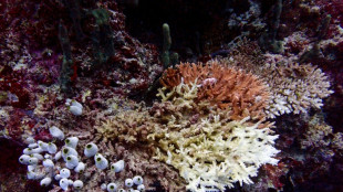 Les r&eacute;cifs coralliens ont franchi un "point de basculement" climatique