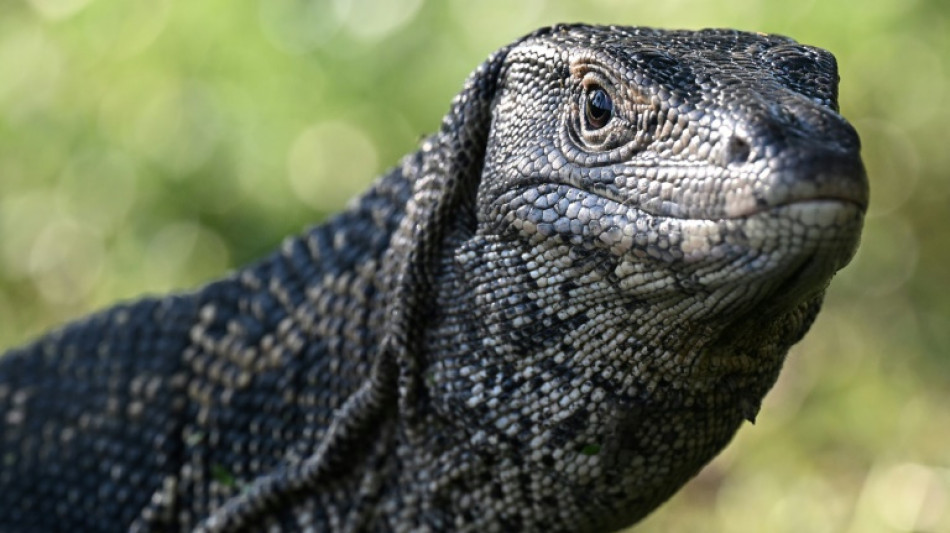 Zoll stoppt Schmuggel von getrocknetem Waranfleisch an Flughafen München