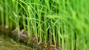 Japan's sticky problem with Trump, tariffs and rice